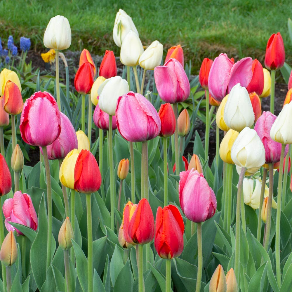 Heirloom Tulips, Old Fashioned Tulips, Perennial Tulips