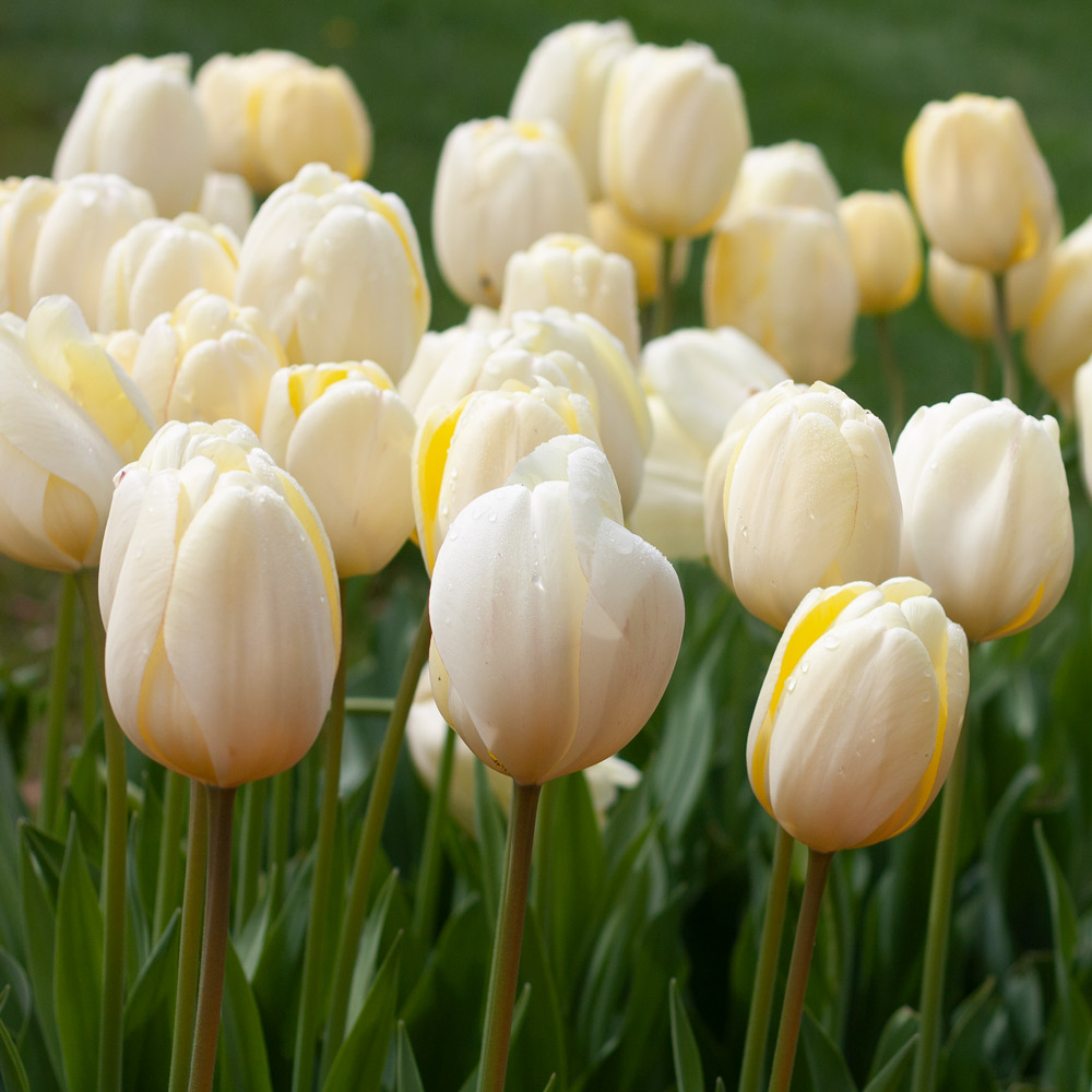 White Flower Farm Perennial Tulip Collection, 72 bulbs