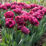  Tulip 'Alison Bradley'