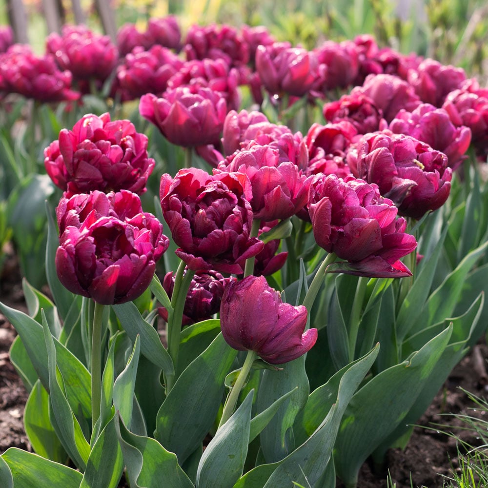 Tulip 'Alison Bradley'