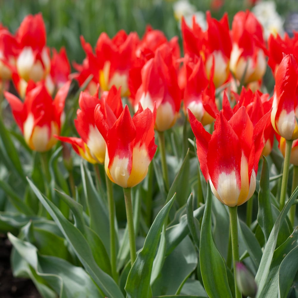 Tulip 'Flames Mystery'