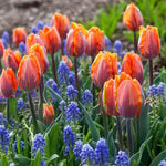 Triumph Tulips