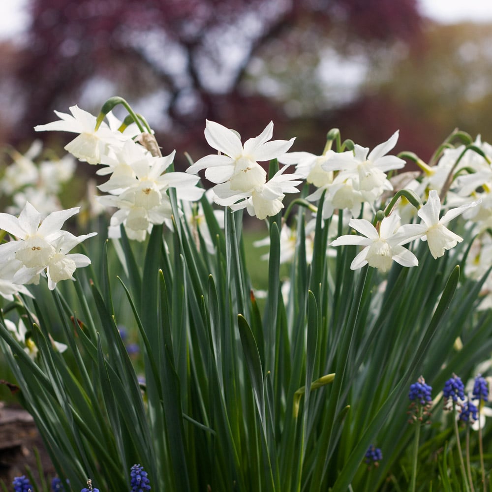 Narcissus 'Thalia'
