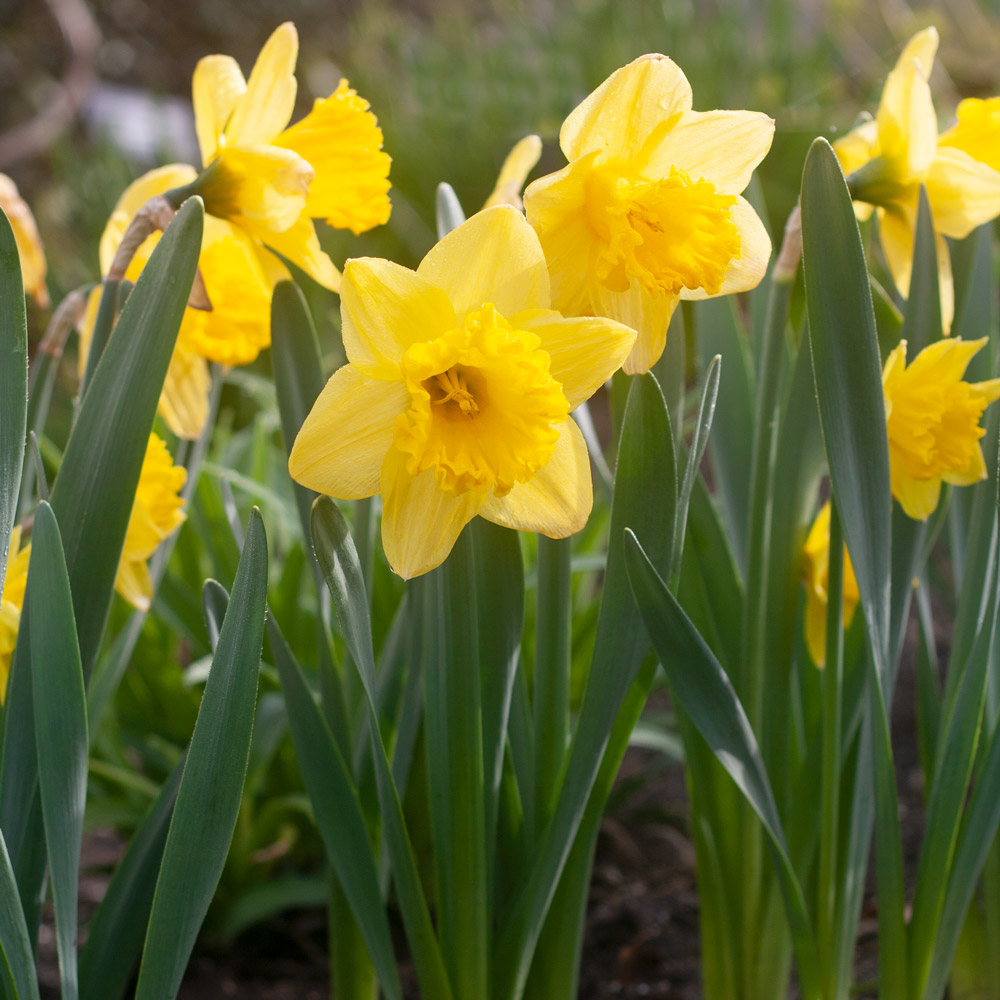 DWARF DAFFODIL NARCISSUS YELLOW GARDEN AUTUMN BULBS SPRING FLOWERING CORM  PLANT