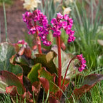  Bergenia cordifolia Winter Glow