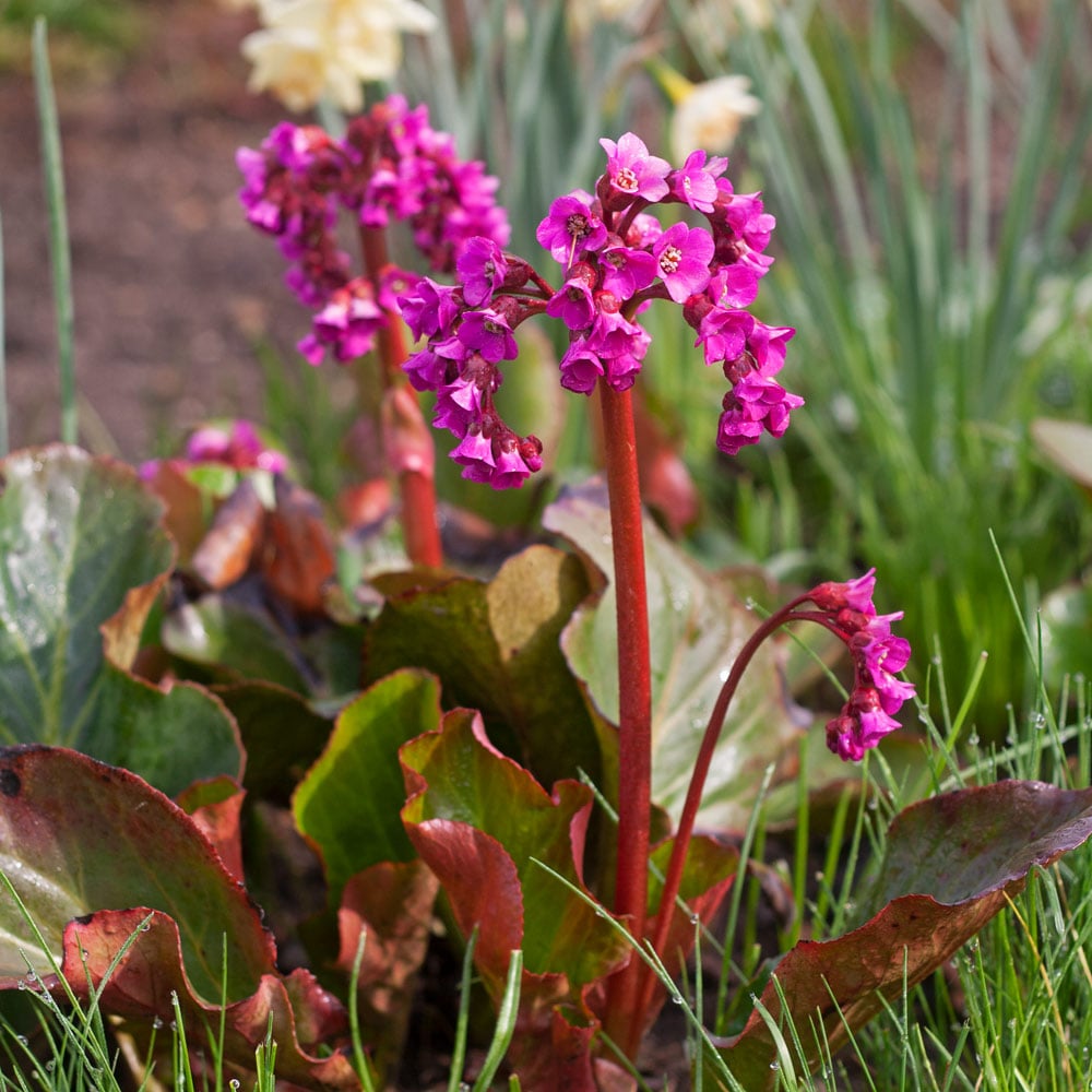 Bergenia cordifolia Winter Glow