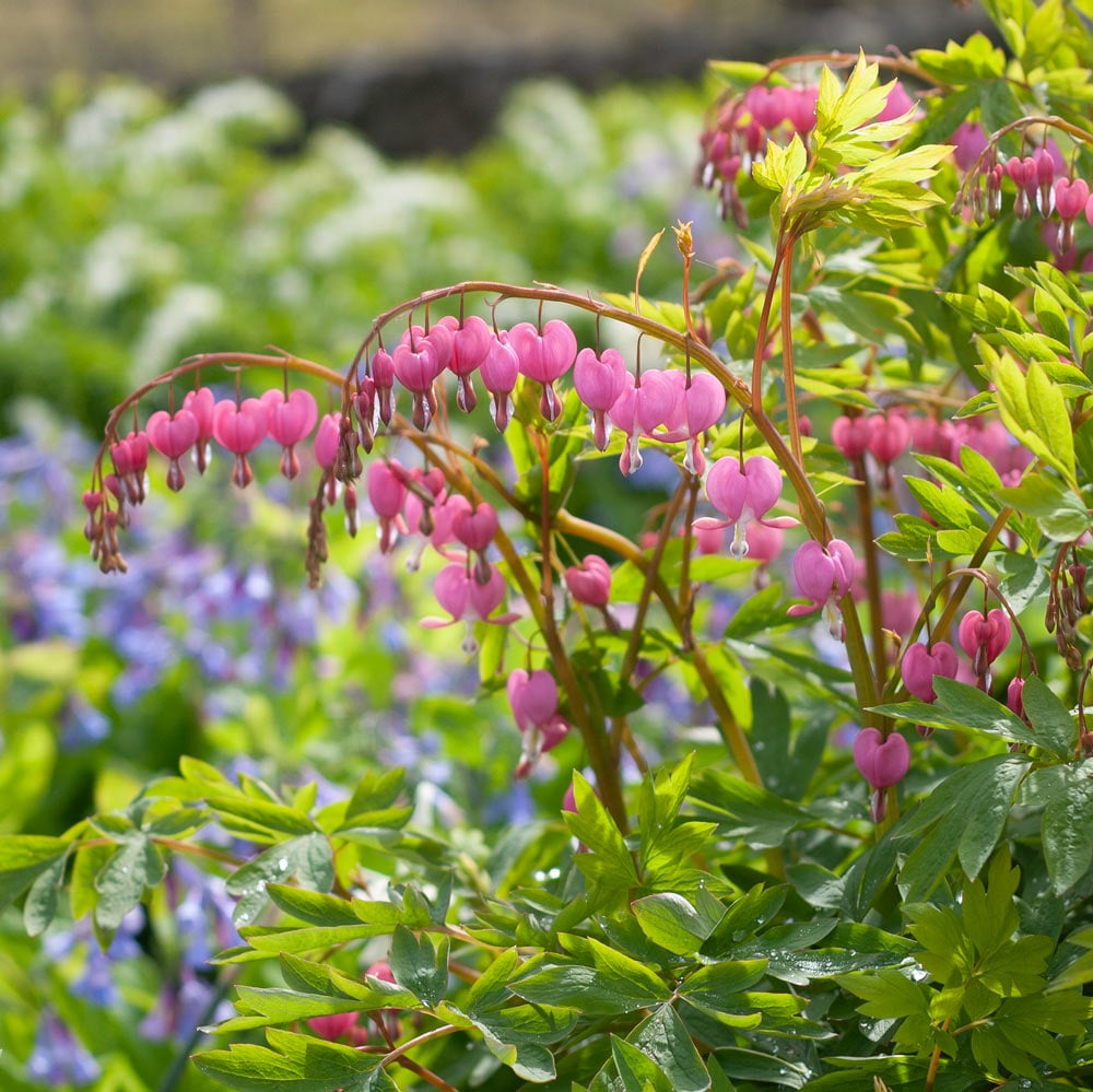 Lamprocapnos spectabilis