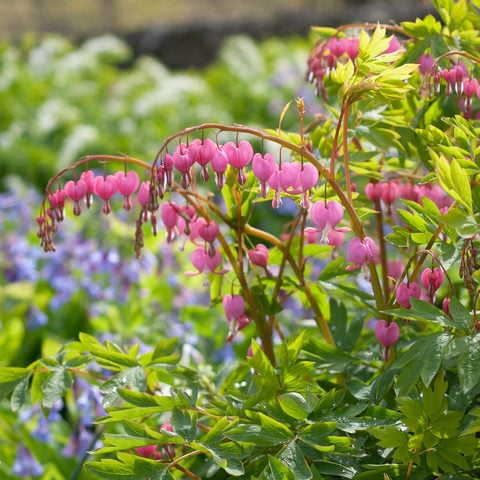  Lamprocapnos spectabilis