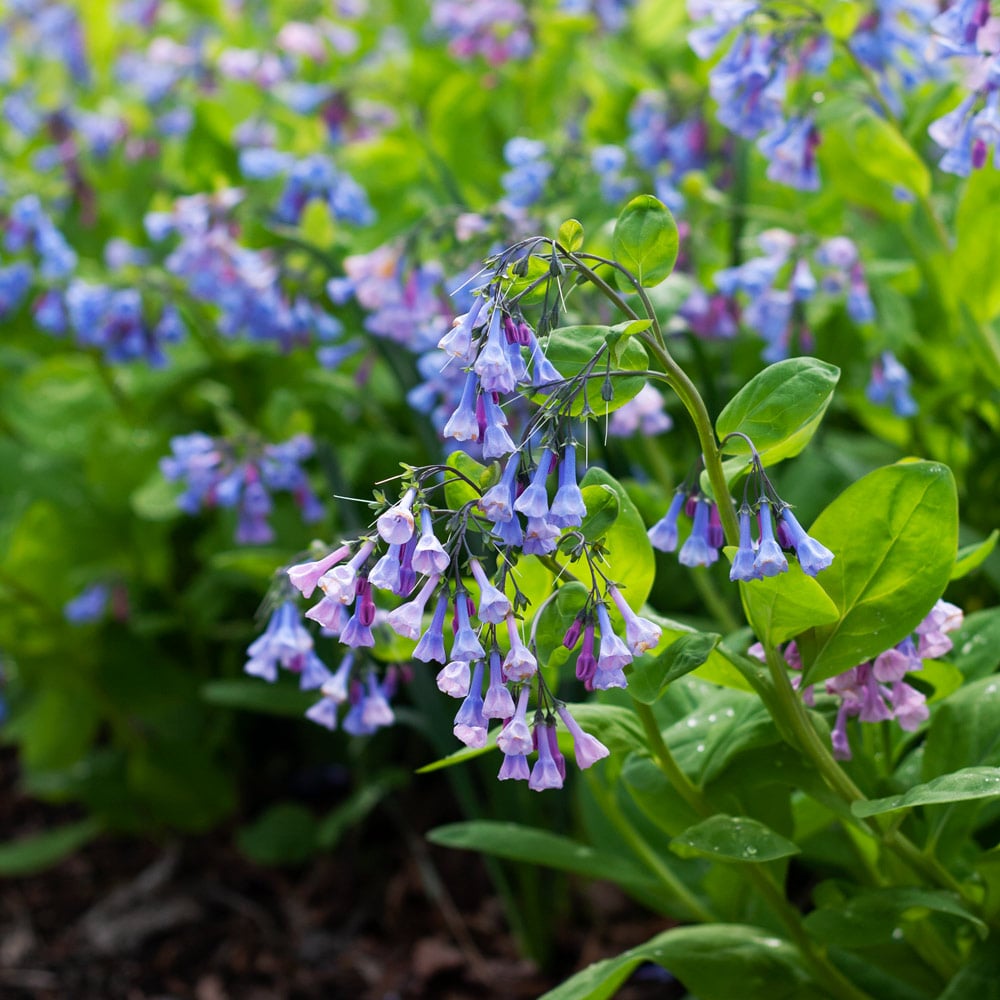 Mertensia virginica