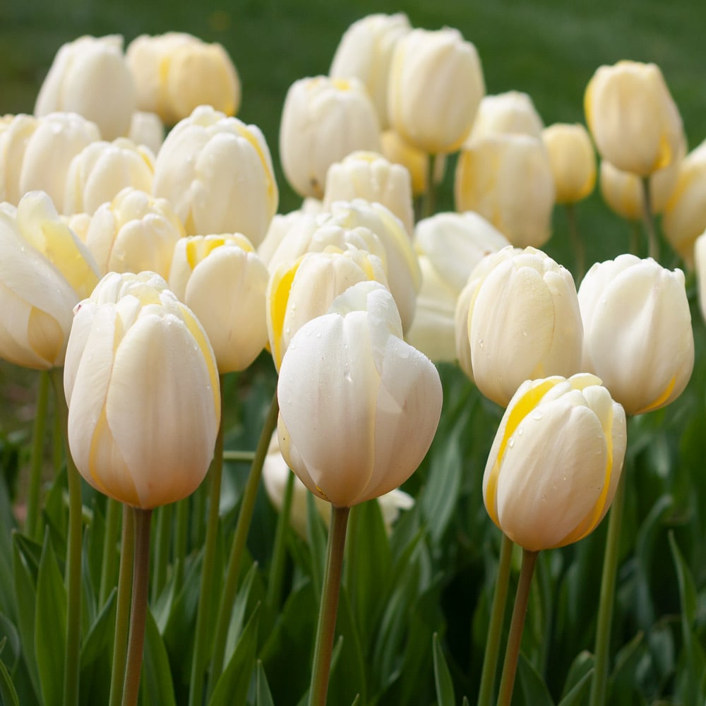 White Flower Farm Ivory Perennial Tulip