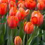  White Flower Farm Orange Perennial Tulip
