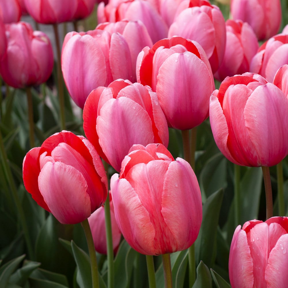 White Flower Farm Pink Perennial Tulip