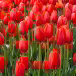  White Flower Farm Red Perennial Tulip