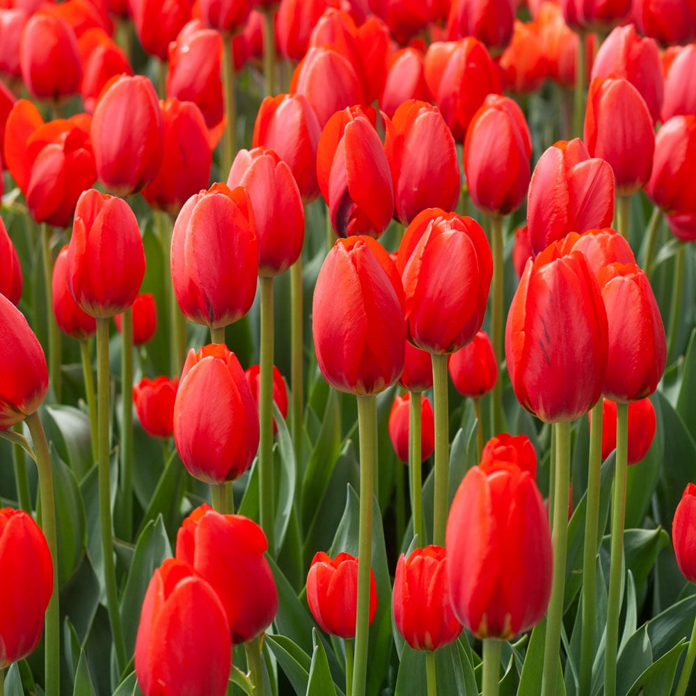 Red Tulip For Sale