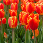  White Flower Farm Red-and-Yellow Perennial Tulip