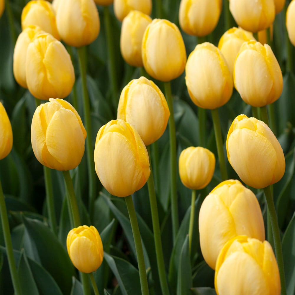 White Flower Farm Yellow Perennial Tulip