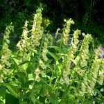  Digitalis grandiflora