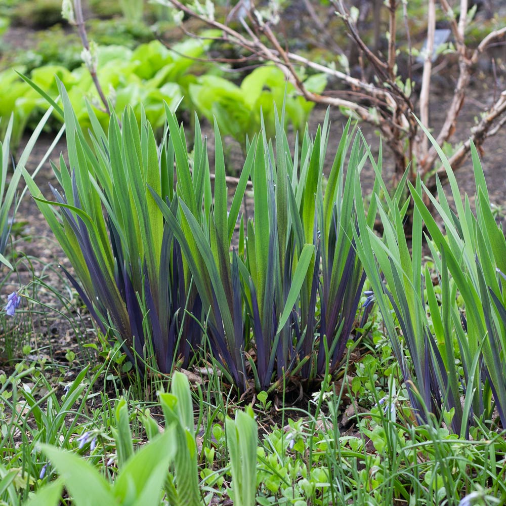 Iris versicolor 'Purple Flame'