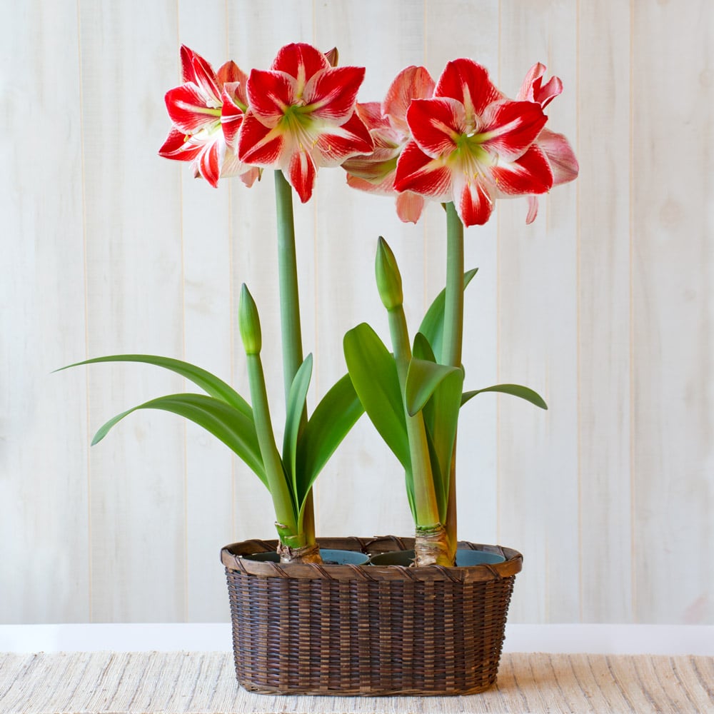 Amaryllis 'Spartacus'