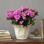  Lavender-Pink Azalea in Flared Tree Ceramic Cachepot 