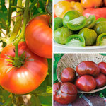  Set of 3 Heirloom Tomatoes