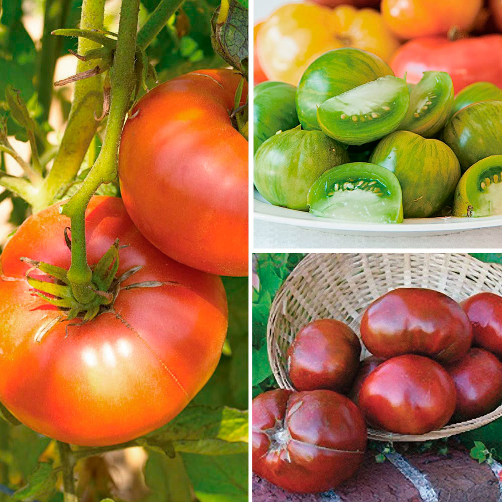 Set of 3 Heirloom Tomatoes