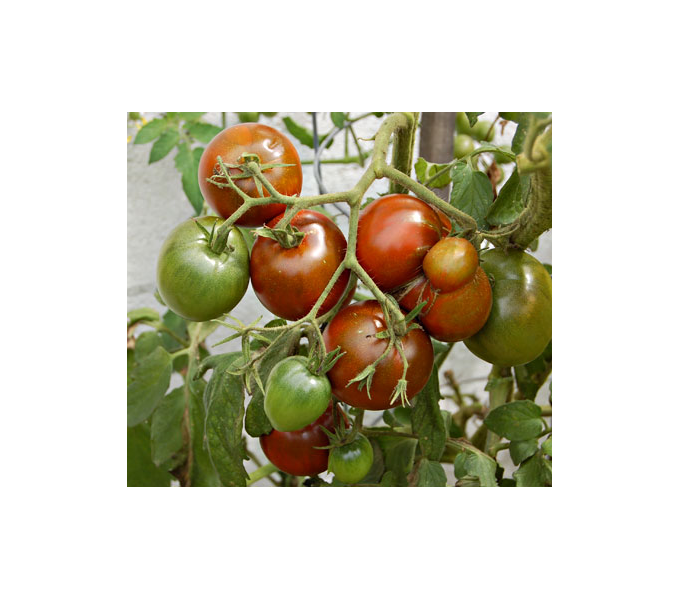 Set of Three Heirloom Tomatoes White Flower Farm
