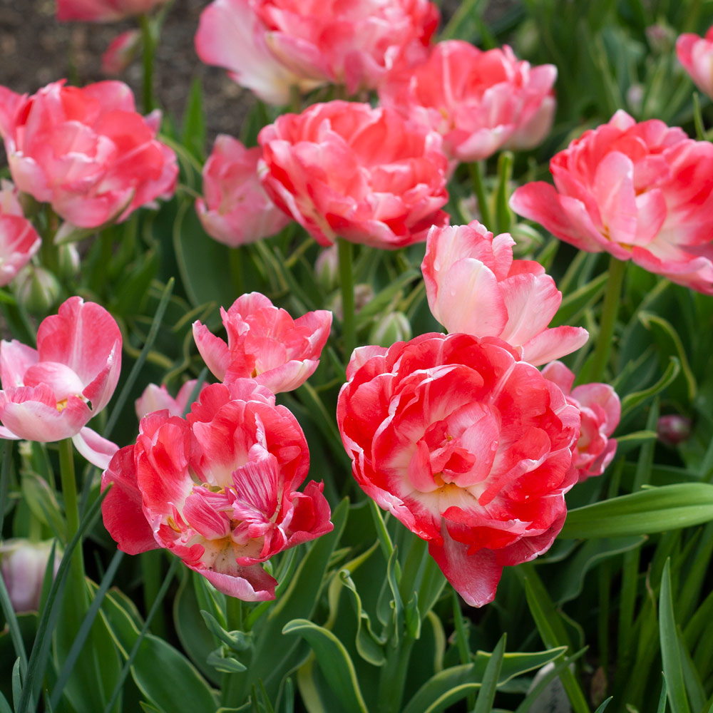 Tulip 'Candy Cane'