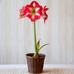  Amaryllis 'Monte Carlo,' one bulb in woven basket