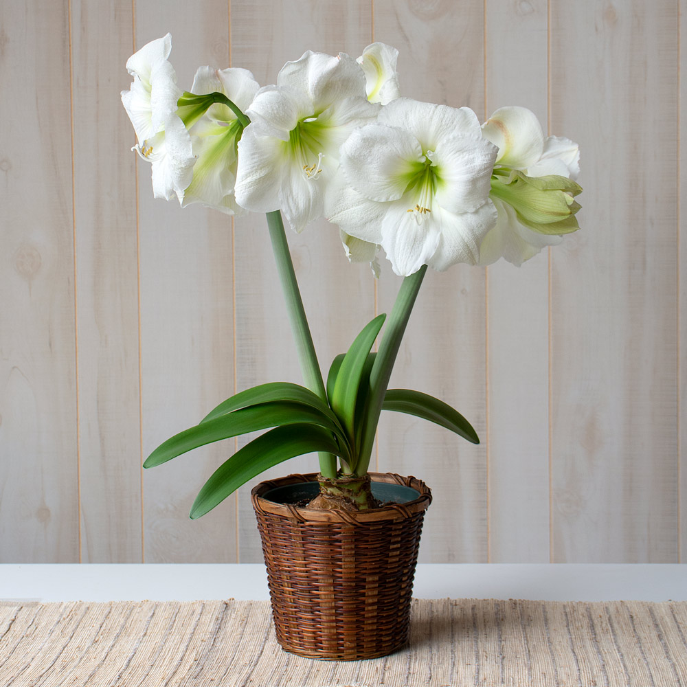 Amaryllis 'Moscow,' one bulb in woven basket