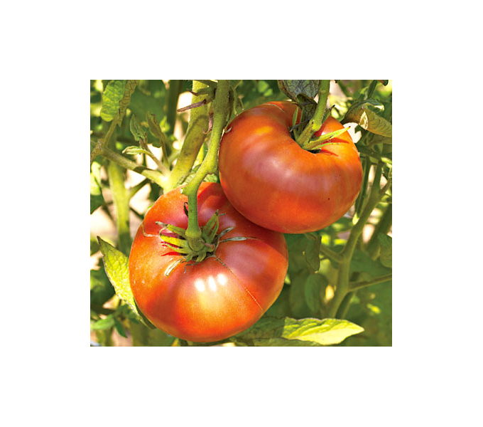 American Heirloom Tomato Collection 6 plants White Flower Farm