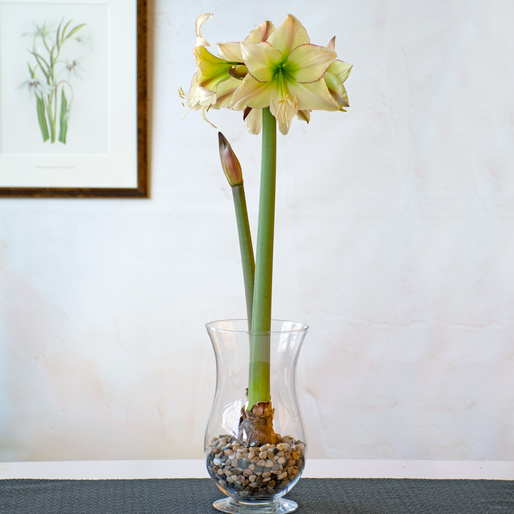 Amaryllis 'Lemon Cream'