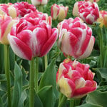  Tulip 'Double Blizz'