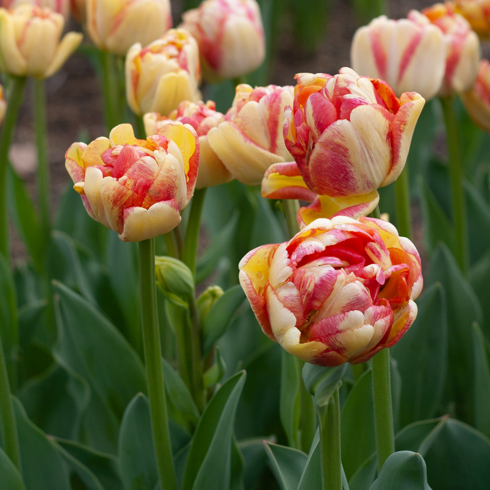 Tulip 'Double Blizz' | White Flower Farm
