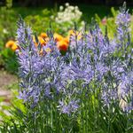  Camassia leichtlinii 'Blue Danube'