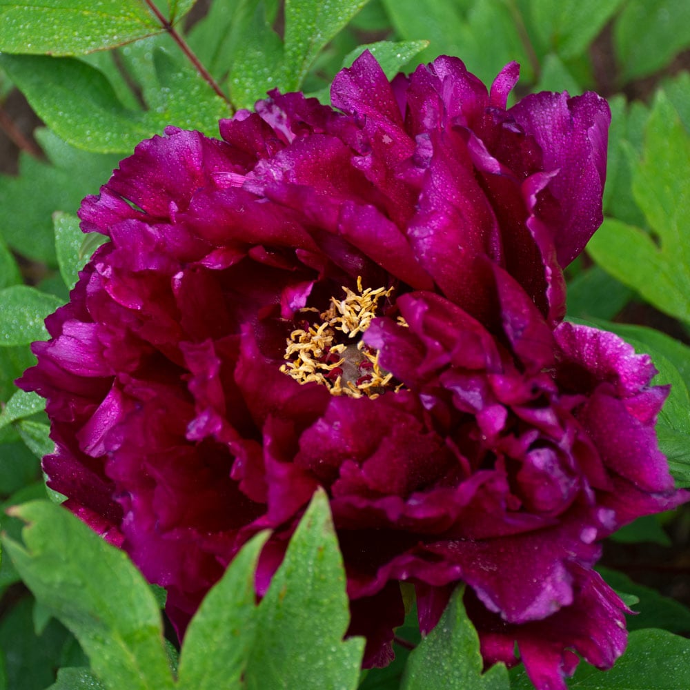 Paeonia suffruticosa 'Shikounishiki' - Tree Peony