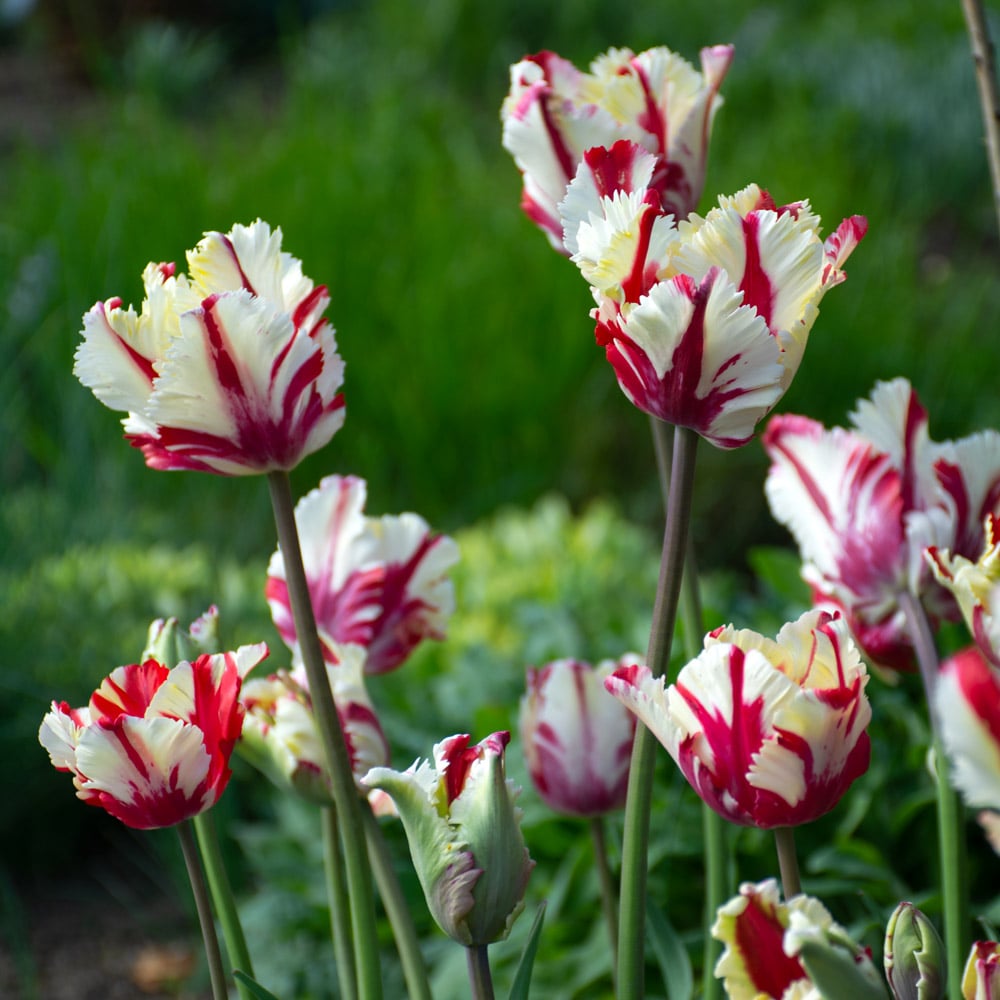 Tulip 'Flaming Parrot'