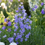  Campanula persicifolia 'Telham Beauty'