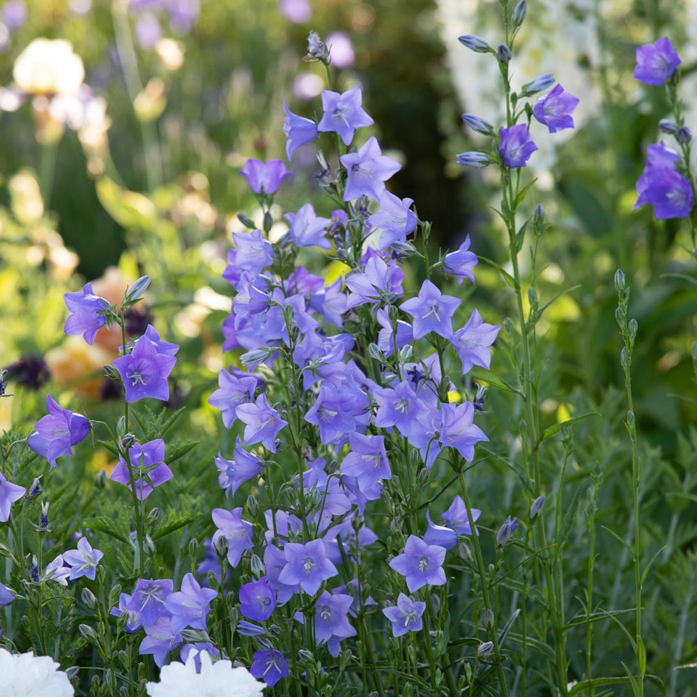 Campanula persicifolia 'Telham Beauty'