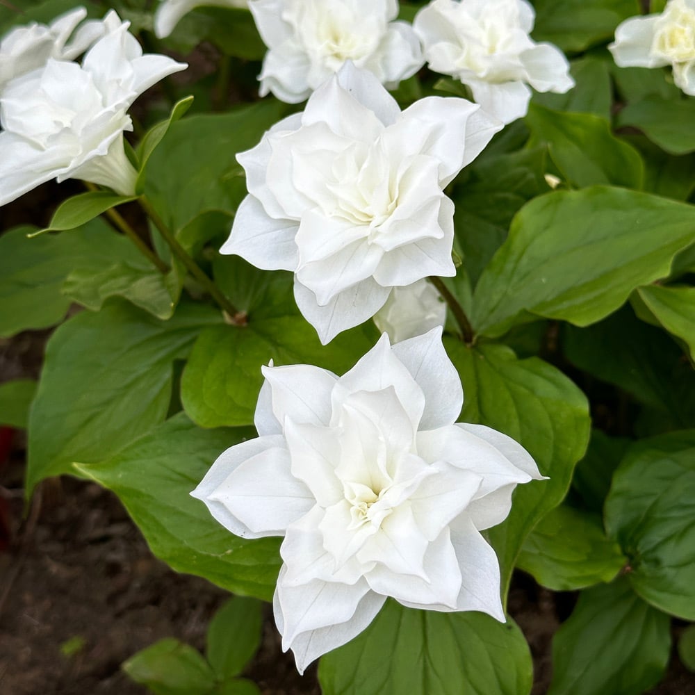 Trillium grandiflorum 'Flore Pleno'