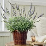  Lavender 'Goodwin Creek Grey' in 7