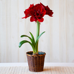  Amaryllis 'Velvet Nymph,' one bulb in woven basket