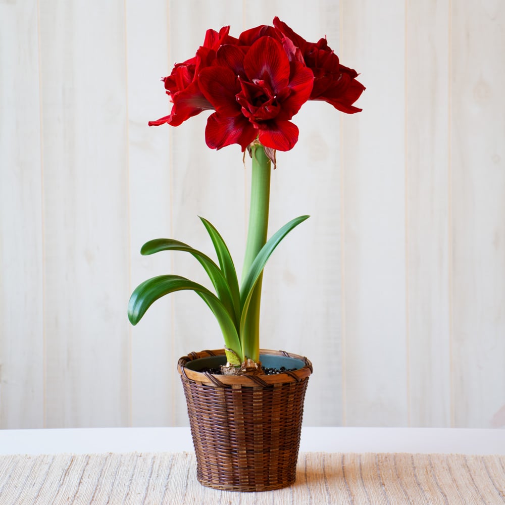 Amaryllis 'Velvet Nymph,' one bulb in woven basket