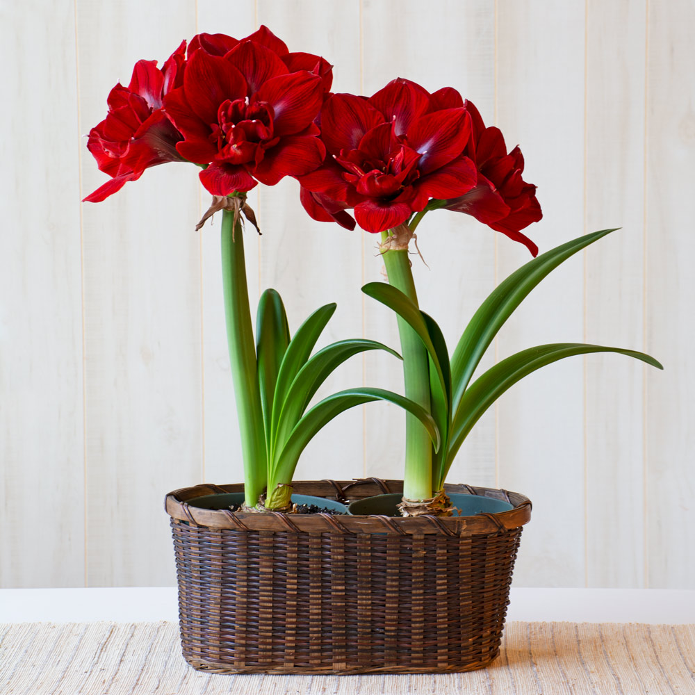 Amaryllis 'Velvet Nymph,' two nursery pots in woven basket