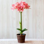  Amaryllis 'Lovely Nymph,' one bulb in woven basket
