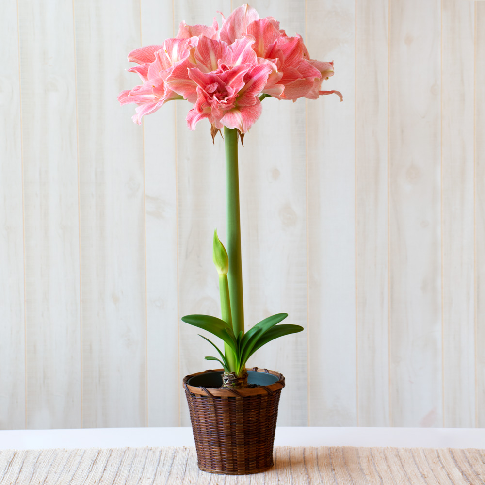 Amaryllis 'Lovely Nymph'