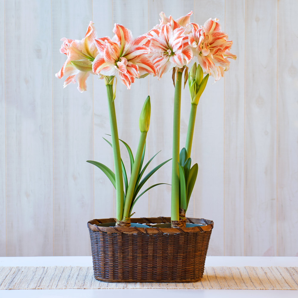 Amaryllis 'Dancing Queen'
