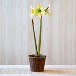  Amaryllis 'Lemon Cream,' one bulb in woven basket