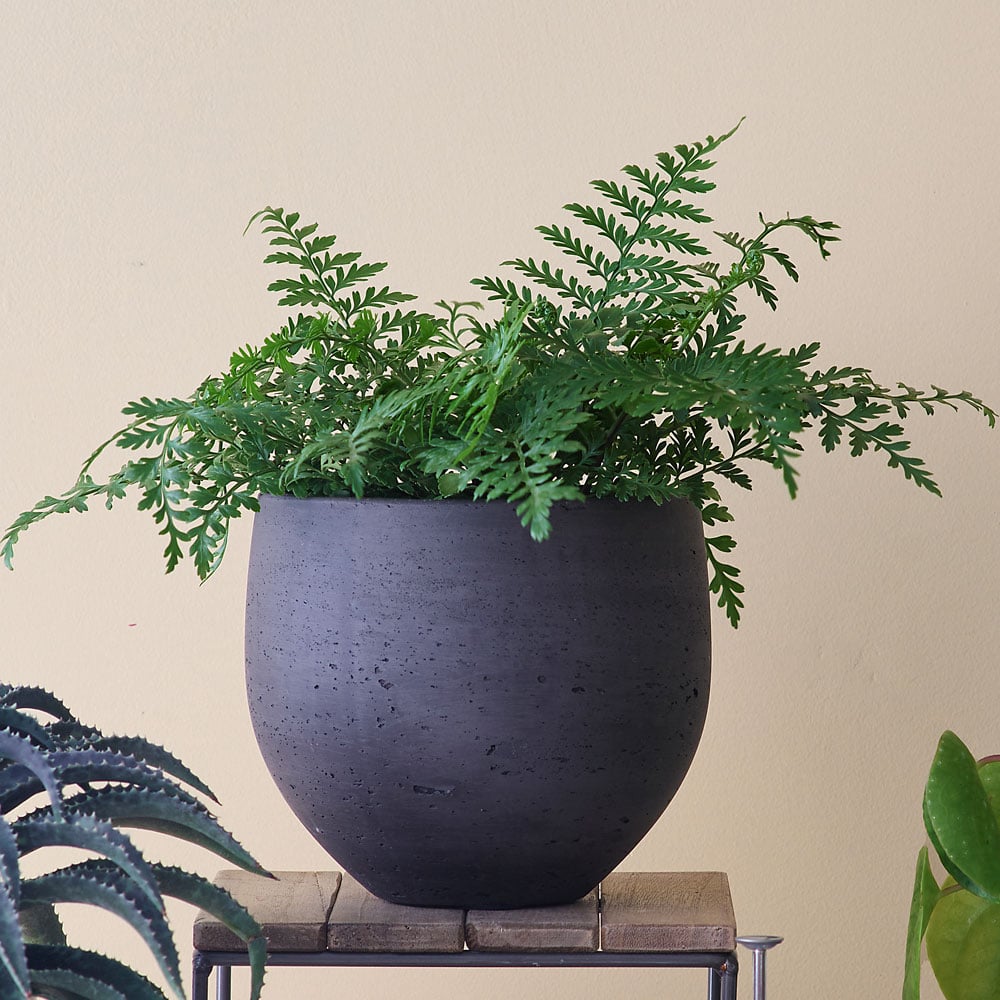 Bird's Nest Fern 'Austral Gem'