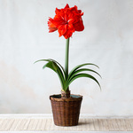  Amaryllis 'Double Circus,' one bulb in woven basket